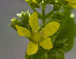 Spotted St. Johnswort